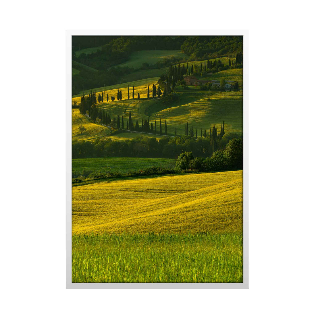 Shades of Green Field