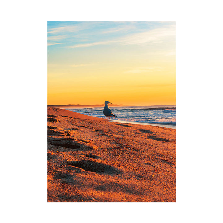 Seagull’s Sunset by the River